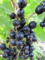 Продам саженцы плодовых деревьев, кустарников, роз. - <ro>Изображение</ro><ru>Изображение</ru> #3, <ru>Объявление</ru> #846880