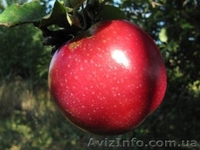 Продам саженцы плодовых деревьев, кустарников, роз. - <ro>Изображение</ro><ru>Изображение</ru> #2, <ru>Объявление</ru> #846880