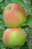 Саженцы яблонь с интеркалярной вставкой лучших сортов - <ro>Изображение</ro><ru>Изображение</ru> #1, <ru>Объявление</ru> #865658