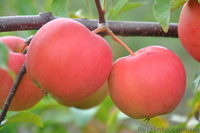 Саженцы яблонь с интеркалярной вставкой лучших сортов - <ro>Изображение</ro><ru>Изображение</ru> #2, <ru>Объявление</ru> #865658