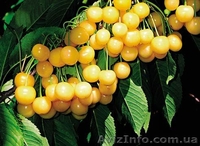 Продам Саженцы черешни оптом - <ro>Изображение</ro><ru>Изображение</ru> #2, <ru>Объявление</ru> #857226