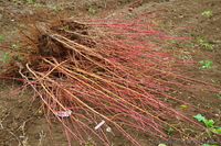 Предлагаю саженцы персика "Дружба","Посол Мира","Коллинз","Старк Сангло" - <ro>Изображение</ro><ru>Изображение</ru> #2, <ru>Объявление</ru> #865624