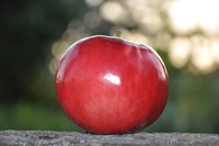 Саженцы яблонь с интеркалярной вставкой лучших сортов - <ro>Изображение</ro><ru>Изображение</ru> #3, <ru>Объявление</ru> #865658