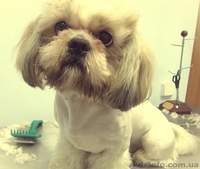 Стрижка кошек и собак без наркоза. Черкассы - <ro>Изображение</ro><ru>Изображение</ru> #2, <ru>Объявление</ru> #885055