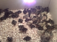 перепела.яйцо инкубационное .несушки.        - <ro>Изображение</ro><ru>Изображение</ru> #2, <ru>Объявление</ru> #101313