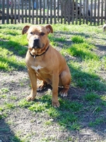 Щенок стафф терьера - <ro>Изображение</ro><ru>Изображение</ru> #1, <ru>Объявление</ru> #889041