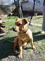 Щенок стафф терьера - <ro>Изображение</ro><ru>Изображение</ru> #2, <ru>Объявление</ru> #889041