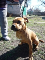 Щенок стафф терьера - <ro>Изображение</ro><ru>Изображение</ru> #4, <ru>Объявление</ru> #889041