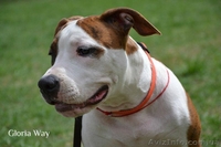 Высокопородные щенки  стаффордширского терьера  - <ro>Изображение</ro><ru>Изображение</ru> #2, <ru>Объявление</ru> #820052