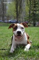 Подрощеная девочка Амстаффа Щоу Класса  - <ro>Изображение</ro><ru>Изображение</ru> #4, <ru>Объявление</ru> #921919