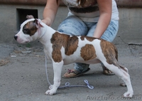 Чистокровные щенки амстаффтерьера.  - <ro>Изображение</ro><ru>Изображение</ru> #6, <ru>Объявление</ru> #921917