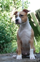 Чистокровные щенки амстаффтерьера.  - <ro>Изображение</ro><ru>Изображение</ru> #1, <ru>Объявление</ru> #921917