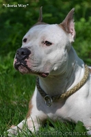 Подрощеная девочка Амстаффа Щоу Класса  - <ro>Изображение</ro><ru>Изображение</ru> #5, <ru>Объявление</ru> #921919