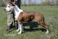 Подрощеная девочка Амстаффа Щоу Класса  - <ro>Изображение</ro><ru>Изображение</ru> #3, <ru>Объявление</ru> #921919