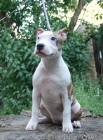 Чистокровные щенки амстаффтерьера.  - <ro>Изображение</ro><ru>Изображение</ru> #5, <ru>Объявление</ru> #921917