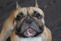 Французский бульдог. Кобель. Вязка. - <ro>Изображение</ro><ru>Изображение</ru> #5, <ru>Объявление</ru> #924638