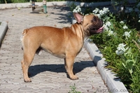 Французский бульдог. Кобель. Вязка. - <ro>Изображение</ro><ru>Изображение</ru> #1, <ru>Объявление</ru> #924638