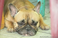 Французский бульдог. Кобель. Вязка. - <ro>Изображение</ro><ru>Изображение</ru> #4, <ru>Объявление</ru> #924638