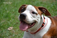 Шикарные щенки девочки АСТ - <ro>Изображение</ro><ru>Изображение</ru> #3, <ru>Объявление</ru> #925109