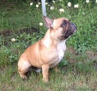 Французский бульдог. Кобель. Вязка. - <ro>Изображение</ro><ru>Изображение</ru> #3, <ru>Объявление</ru> #924638