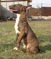 Мини Булька тигровый мальчик - <ro>Изображение</ro><ru>Изображение</ru> #1, <ru>Объявление</ru> #925111