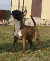 Мини Булька тигровый мальчик - <ro>Изображение</ro><ru>Изображение</ru> #2, <ru>Объявление</ru> #925111