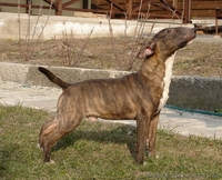 Мини Булька тигровый мальчик - <ro>Изображение</ro><ru>Изображение</ru> #4, <ru>Объявление</ru> #925111