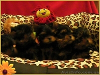 Щенки йоркширского терьера-Шедевры!!! - <ro>Изображение</ro><ru>Изображение</ru> #5, <ru>Объявление</ru> #925490