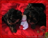 Щенки йоркширского терьера-Шедевры!!! - <ro>Изображение</ro><ru>Изображение</ru> #3, <ru>Объявление</ru> #925490