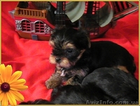 Щенки йоркширского терьера-Шедевры!!! - <ro>Изображение</ro><ru>Изображение</ru> #4, <ru>Объявление</ru> #925490