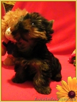 Щенки йоркширского терьера-Шедевры!!! - <ro>Изображение</ro><ru>Изображение</ru> #1, <ru>Объявление</ru> #925490