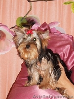 прекрасный мальчишка йоркширскийтерьер - <ro>Изображение</ro><ru>Изображение</ru> #2, <ru>Объявление</ru> #933105