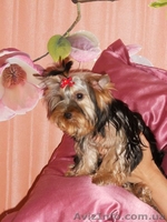 прекрасный мальчишка йоркширскийтерьер - <ro>Изображение</ro><ru>Изображение</ru> #4, <ru>Объявление</ru> #933105