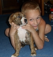 щенок ам.стаффа - <ro>Изображение</ro><ru>Изображение</ru> #2, <ru>Объявление</ru> #922658