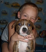 щенок ам.стаффа - <ro>Изображение</ro><ru>Изображение</ru> #3, <ru>Объявление</ru> #922658
