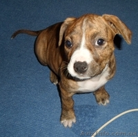 щенок ам.стаффа - <ro>Изображение</ro><ru>Изображение</ru> #4, <ru>Объявление</ru> #922658