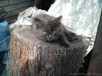 отдам красивых котят - <ro>Изображение</ro><ru>Изображение</ru> #2, <ru>Объявление</ru> #961083