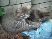 отдам красивых котят - <ro>Изображение</ro><ru>Изображение</ru> #1, <ru>Объявление</ru> #961083