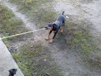 Продаж цуценят Ягдтерьєра - <ro>Изображение</ro><ru>Изображение</ru> #5, <ru>Объявление</ru> #964147