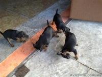 Продаж цуценят Ягдтерьєра - <ro>Изображение</ro><ru>Изображение</ru> #2, <ru>Объявление</ru> #964147