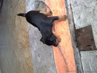 Продаж цуценят Ягдтерьєра - <ro>Изображение</ro><ru>Изображение</ru> #3, <ru>Объявление</ru> #964147