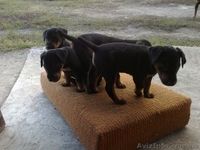 Продаж цуценят Ягдтерьєра - <ro>Изображение</ro><ru>Изображение</ru> #4, <ru>Объявление</ru> #964147