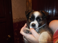 Ищу доброго хозяина - <ro>Изображение</ro><ru>Изображение</ru> #1, <ru>Объявление</ru> #952744