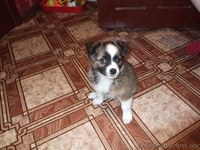 Ищу доброго хозяина - <ro>Изображение</ro><ru>Изображение</ru> #2, <ru>Объявление</ru> #952744