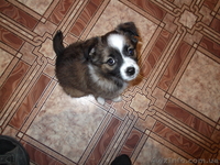 Ищу доброго хозяина - <ro>Изображение</ro><ru>Изображение</ru> #3, <ru>Объявление</ru> #952744