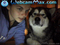 Предлагается для вязки аляскинский маламут  - <ro>Изображение</ro><ru>Изображение</ru> #3, <ru>Объявление</ru> #993301