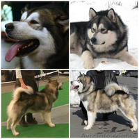 Предлагается для вязки аляскинский маламут  - <ro>Изображение</ro><ru>Изображение</ru> #2, <ru>Объявление</ru> #993301