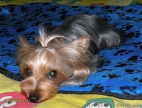 Йоркширский терьер!Девочка! - <ro>Изображение</ro><ru>Изображение</ru> #2, <ru>Объявление</ru> #816641