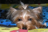 Йоркширский терьер!Девочка! - <ro>Изображение</ro><ru>Изображение</ru> #1, <ru>Объявление</ru> #816641