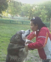 Предлагается для вязки аляскинский маламут  - <ro>Изображение</ro><ru>Изображение</ru> #1, <ru>Объявление</ru> #993301